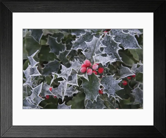 Framed Print : Frost on Holly leaves Framed Print : Frost on Holly leaves