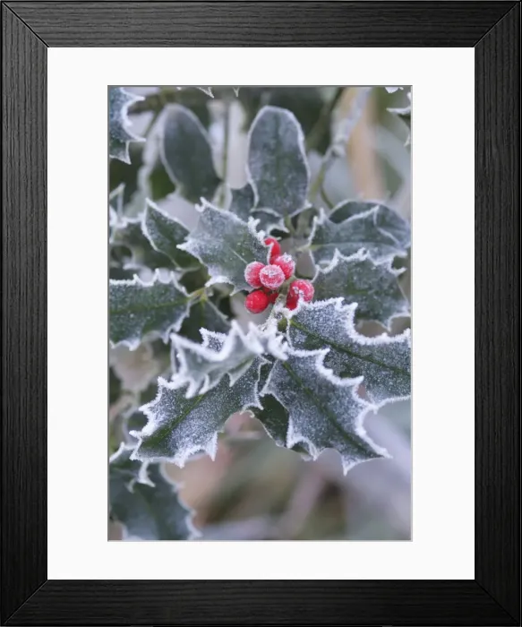 Framed Print : Frost on Holly leaves