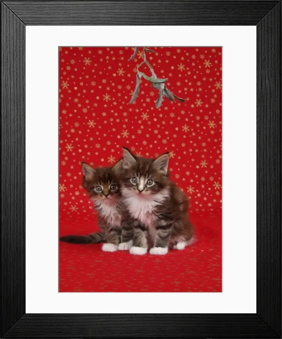 Framed Print : Maine Coon Cat - Two 7 week old kittens under mistletoe Framed Print : Maine Coon Cat - Two 7 week old kittens under mistletoe