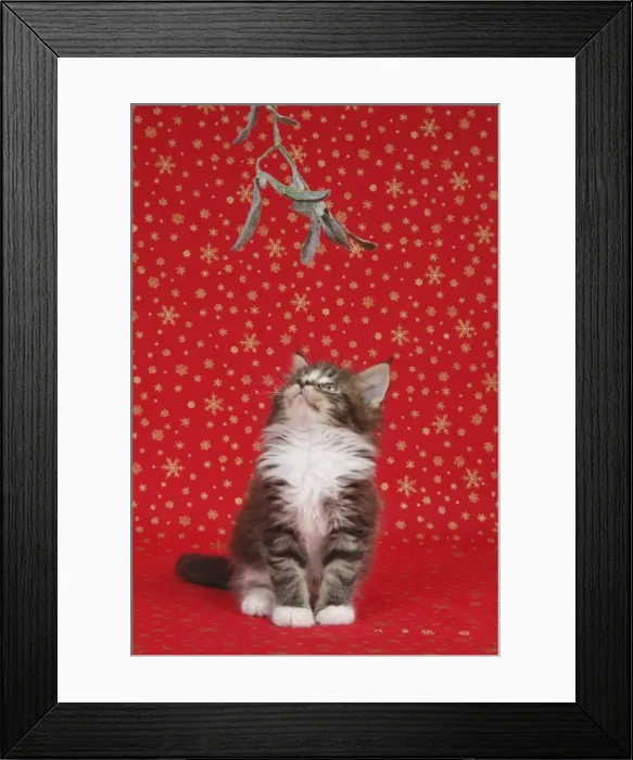 Framed Print : Maine Coon Cat - 7 week old kitten under mistletoe Framed Print : Maine Coon Cat - 7 week old kitten under mistletoe