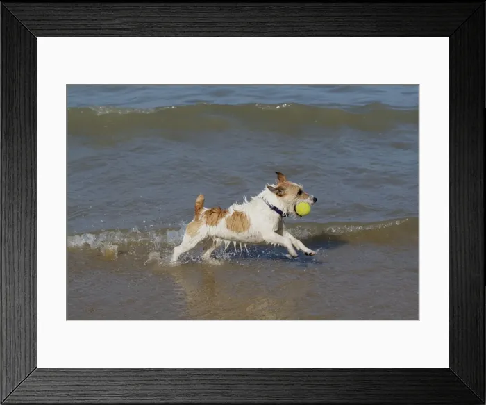 Framed Print : Dog - Jack Russell Terrier playing with ball in the sea