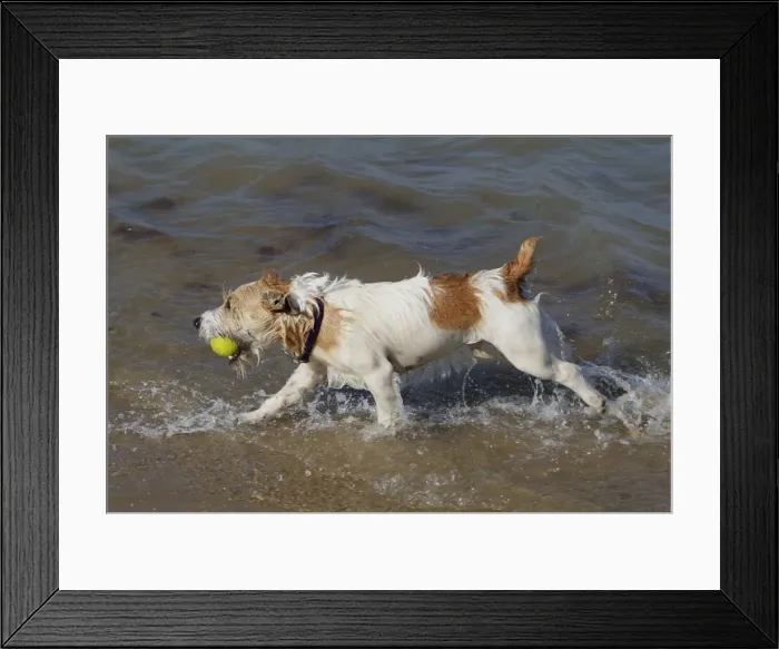 Framed Print : Dog - Jack Russell Terrier playing with ball in the sea Framed Print : Dog - Jack Russell Terrier playing with ball in the sea