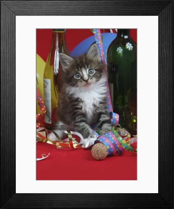Framed Print : Maine Coon Cat - 7 week kitten in party setting