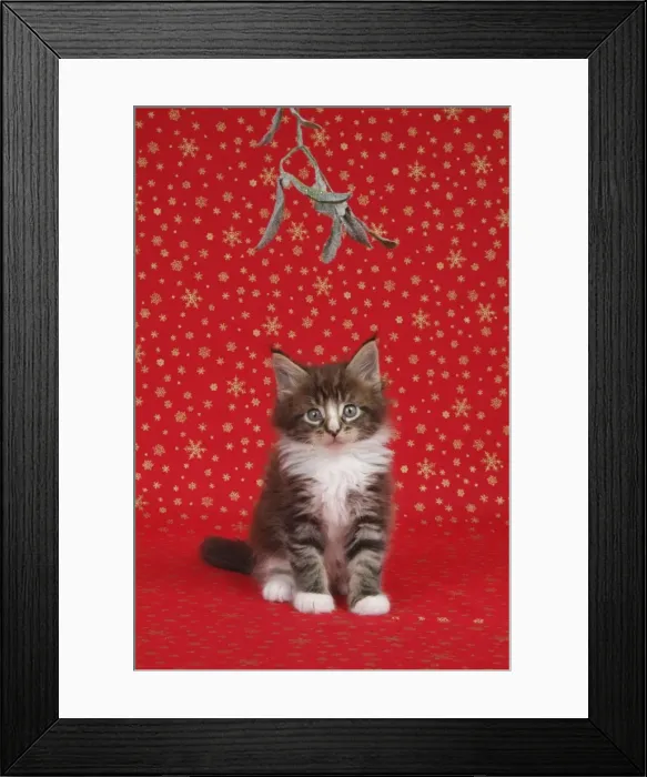 Framed Print : Maine Coon Cat - 7 week kitten under mistletoe Framed Print : Maine Coon Cat - 7 week kitten under mistletoe
