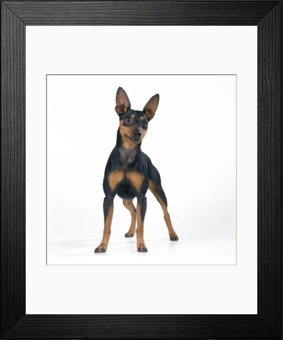 Framed Print : Miniature Pinscher Dog Framed Print : Miniature Pinscher Dog