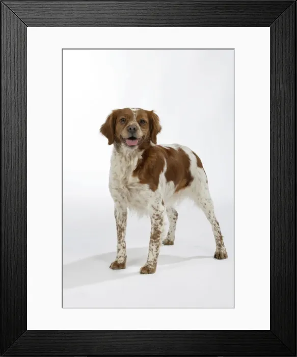 Framed Print : Brittany dog, female standing up Framed Print : Brittany dog, female standing up
