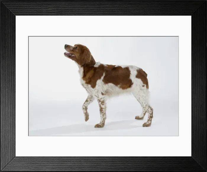 Framed Print : Brittany dog - female standing up