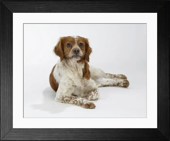 Framed Print : Brittany dog - female lying down
