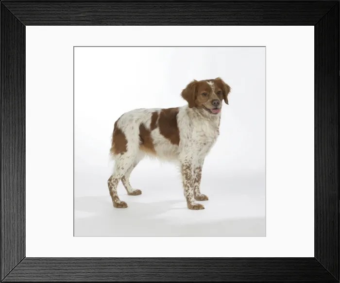 Framed Print : Brittany dog - female standing up