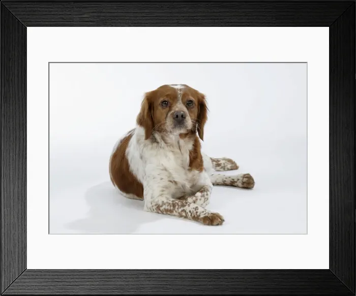 Framed Print : Brittany dog - female lying down Framed Print : Brittany dog - female lying down