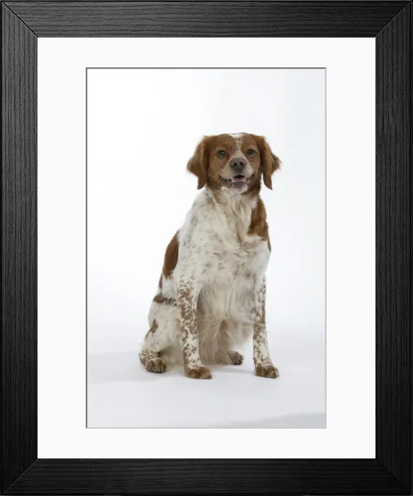 Framed Print : Brittany dog - female sitting down