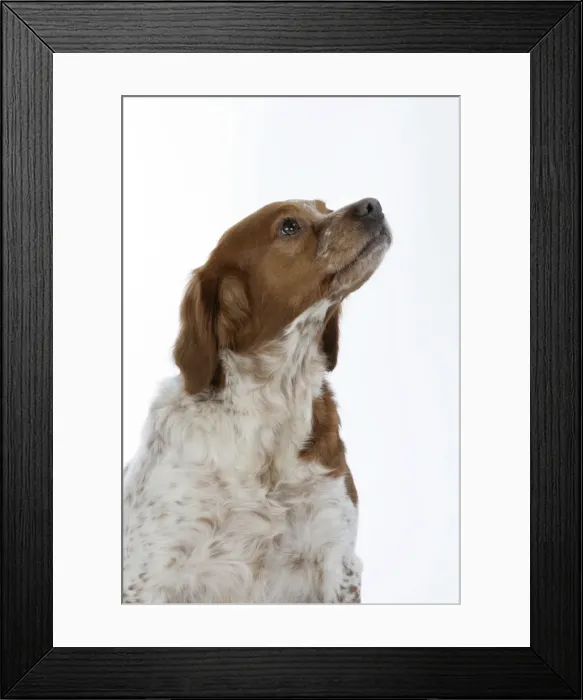 Framed Print : Brittany dog - female sitting down Framed Print : Brittany dog - female sitting down