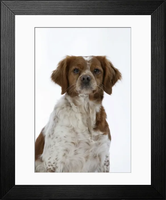 Framed Print : Brittany dog - female sitting down