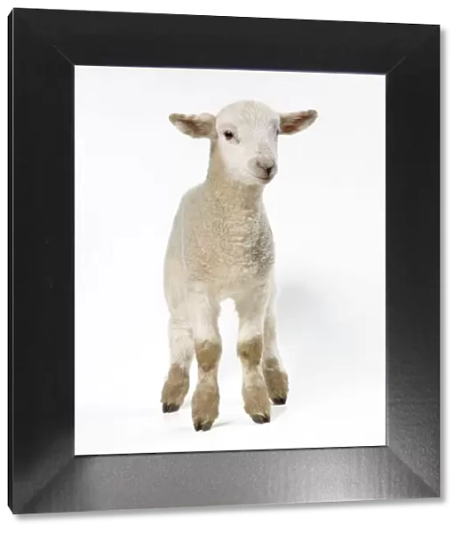 Lamb. JD-18202. Sheep - Lamb in studio. John Daniels