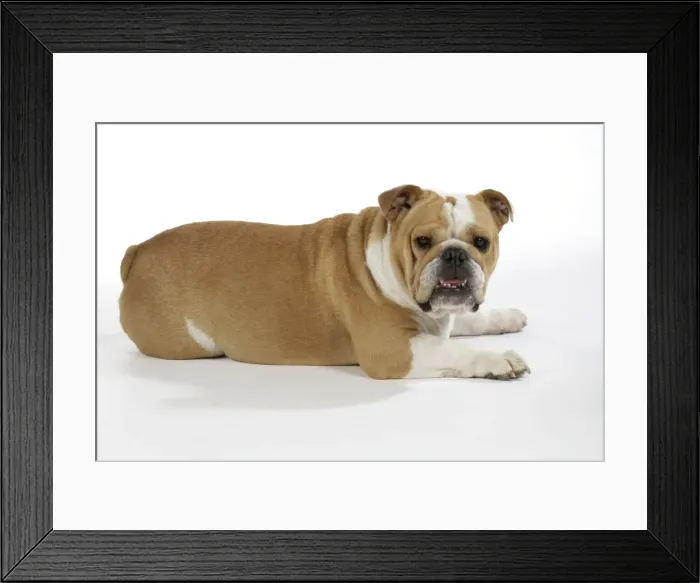 Framed Print : Bulldog - female Framed Print : Bulldog - female
