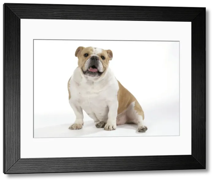 Framed Print : Bulldog - female Framed Print : Bulldog - female