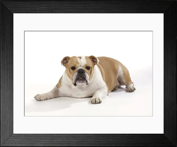 Framed Print : Bulldog - female