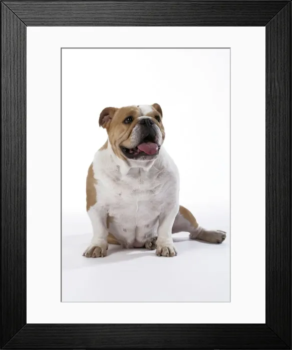 Framed Print : Bulldog - female Framed Print : Bulldog - female