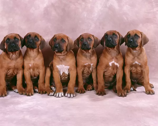 Rhodesian Ridgeback Dog - puppies in a row