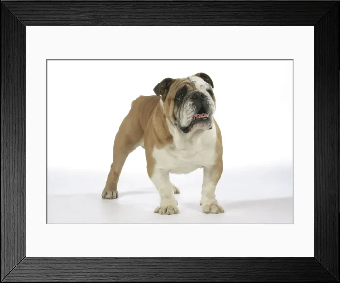 Framed Print : Bulldog - male Framed Print : Bulldog - male