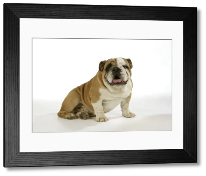 Framed Print : Bulldog - male