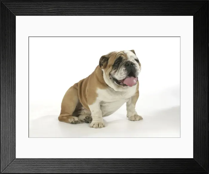 Framed Print : Bulldog - male Framed Print : Bulldog - male