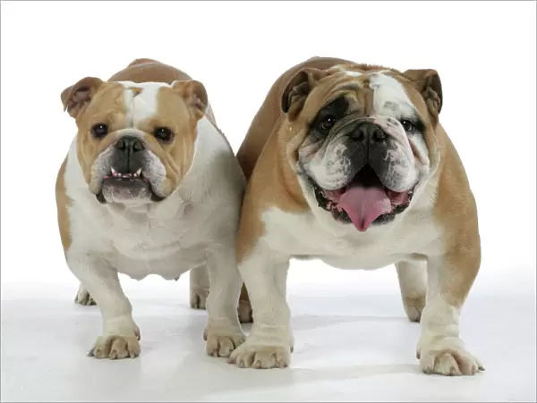 Dogs - Bulldogs, male and female
