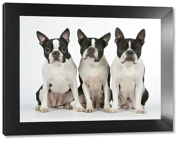Dog - Boston Terriers. 3 Sitting together