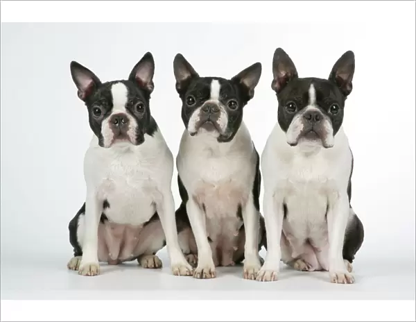 Dog - Boston Terriers. 3 Sitting together