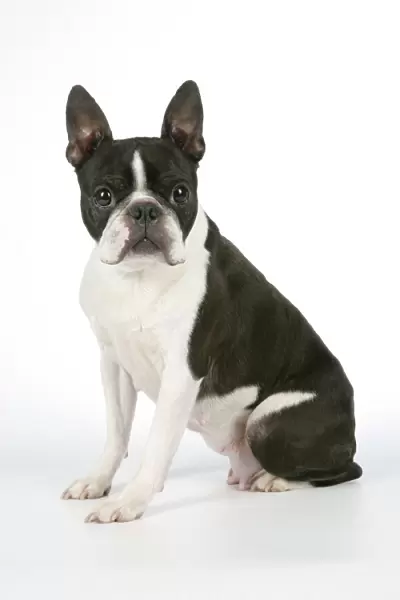 Dog - Boston Terrier. Sitting down