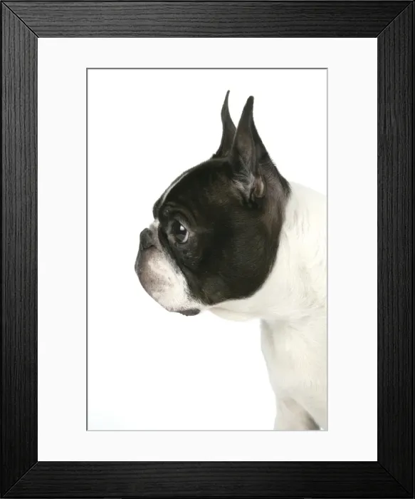 Framed Print : Dog - Boston Terrier Framed Print : Dog - Boston Terrier