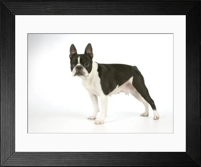 Framed Print : Dog - Boston Terrier Framed Print : Dog - Boston Terrier