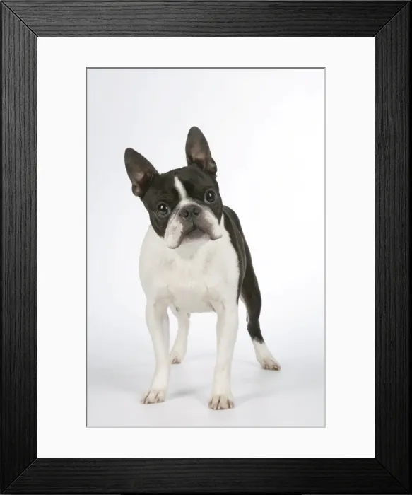 Framed Print : Dog - Boston Terrier Framed Print : Dog - Boston Terrier