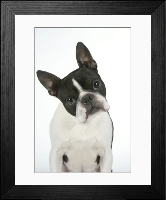 Framed Print : Dog - Boston Terrier Framed Print : Dog - Boston Terrier
