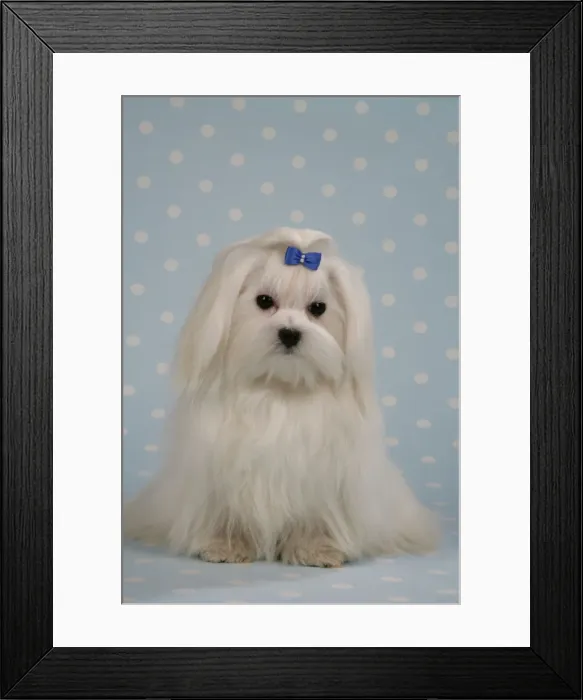 Framed Print : Dog - Maltese on blue and white spotted material Framed Print : Dog - Maltese on blue and white spotted material