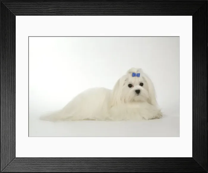 Framed Print : Dog - Maltese Framed Print : Dog - Maltese