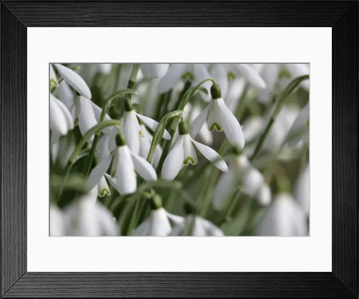 Framed Print : Snowdrops - UK Framed Print : Snowdrops - UK