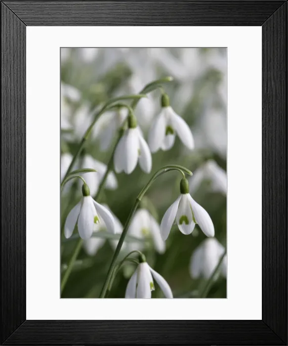 Framed Print : Snowdrops - UK