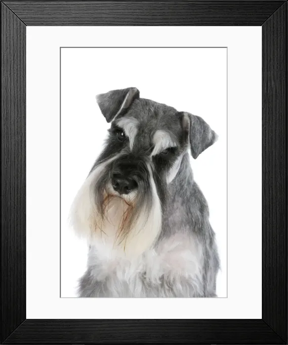 Framed Print : Dog - Miniature Schnauzer Framed Print : Dog - Miniature Schnauzer