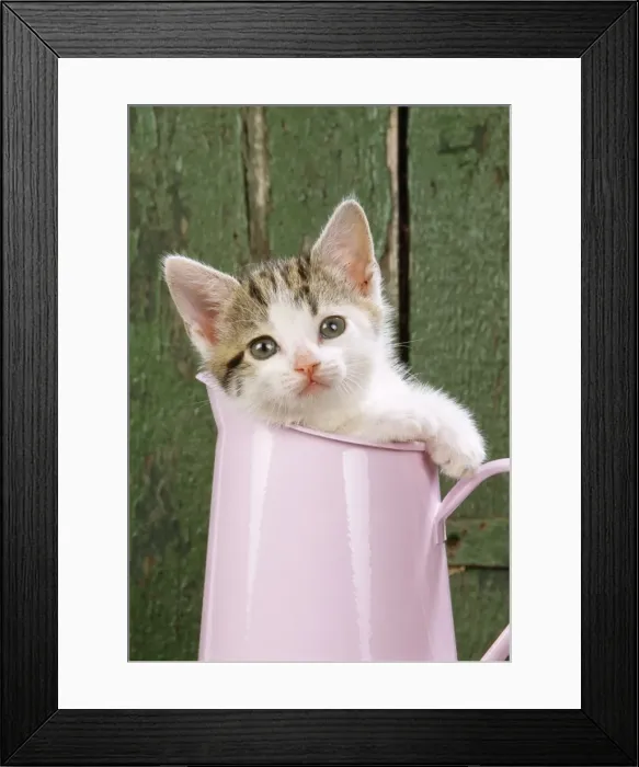 Framed Print : Cat - Tabby & White kitten in pink jug Framed Print : Cat - Tabby & White kitten in pink jug