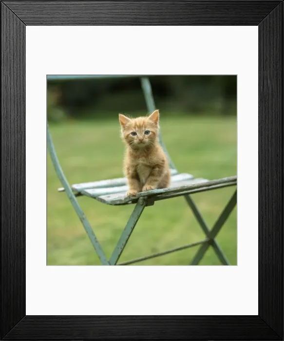 Framed Print : Cat - ginger kitten on garden chair Framed Print : Cat - ginger kitten on garden chair