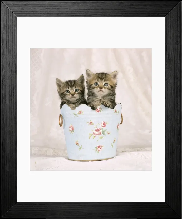 Framed Print : Cat - Tabby kittens in flowery pot Framed Print : Cat - Tabby kittens in flowery pot
