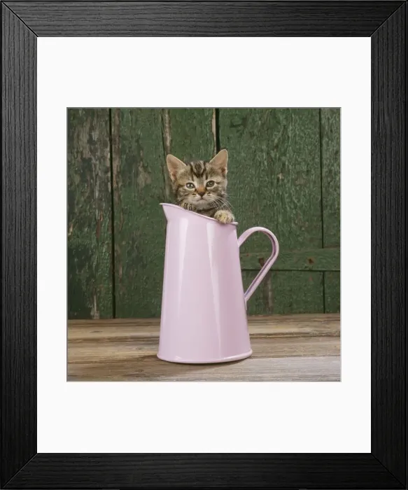 Framed Print : Cat - Tabby kitten in pink jug Framed Print : Cat - Tabby kitten in pink jug