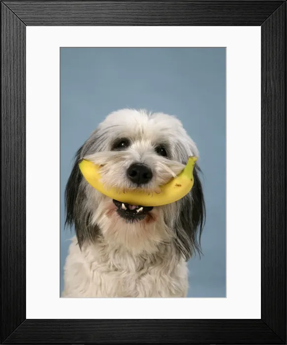 Framed Print : Dog - Polish Lowland Sheepdog holding a banana Framed Print : Dog - Polish Lowland Sheepdog holding a banana