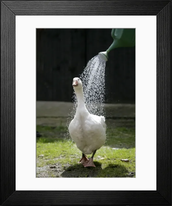 Framed Print : Goose being showered by watering can Framed Print : Goose being showered by watering can