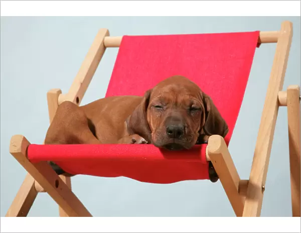 Dog - Rhodesian Ridgeback puppy asleep on deck chair