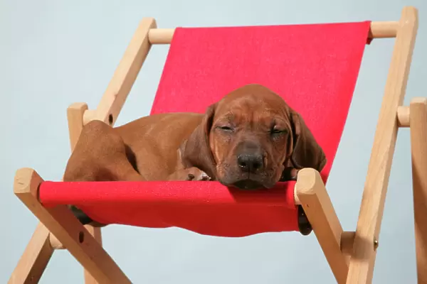 Dog - Rhodesian Ridgeback puppy asleep on deck chair