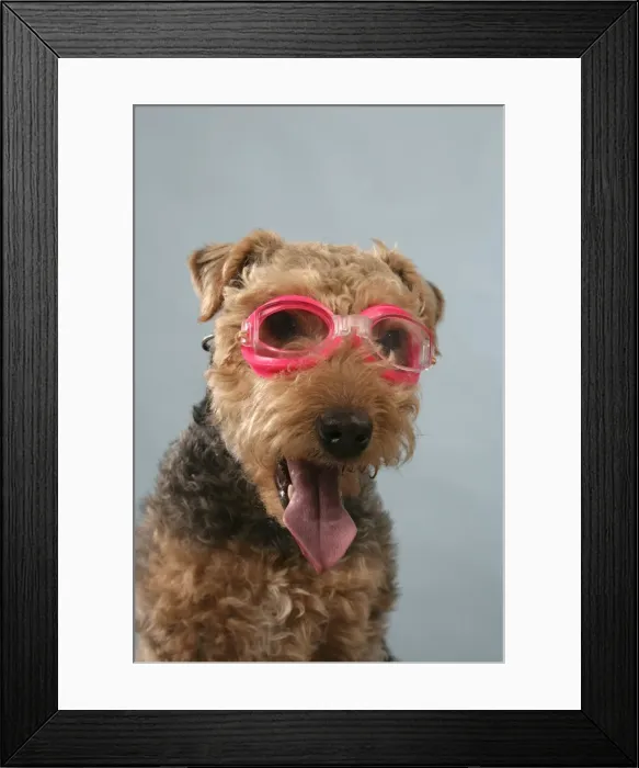 Framed Print : Dog - Lakeland Terrier wearing goggles Framed Print : Dog - Lakeland Terrier wearing goggles