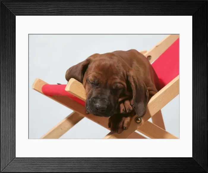 Framed Print : Dog - Rhodesian Ridgeback puppy asleep on deck chair Framed Print : Dog - Rhodesian Ridgeback puppy asleep on deck chair