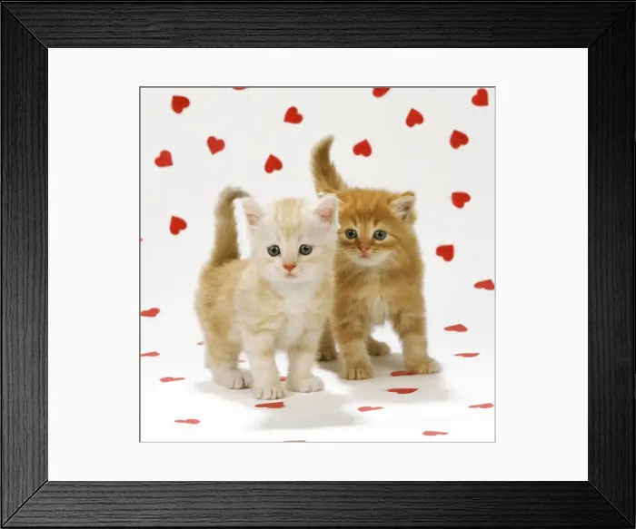 Framed Print : Cat - two Ginger Tabby kittens on heart background Framed Print : Cat - two Ginger Tabby kittens on heart background